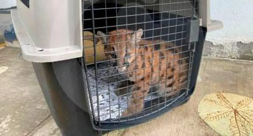 Puma de tres meses que fue rescatado en Antioquia fue trasladado