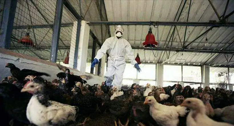 Gripe aviar: en Colombia aún no se registran casos en humanos