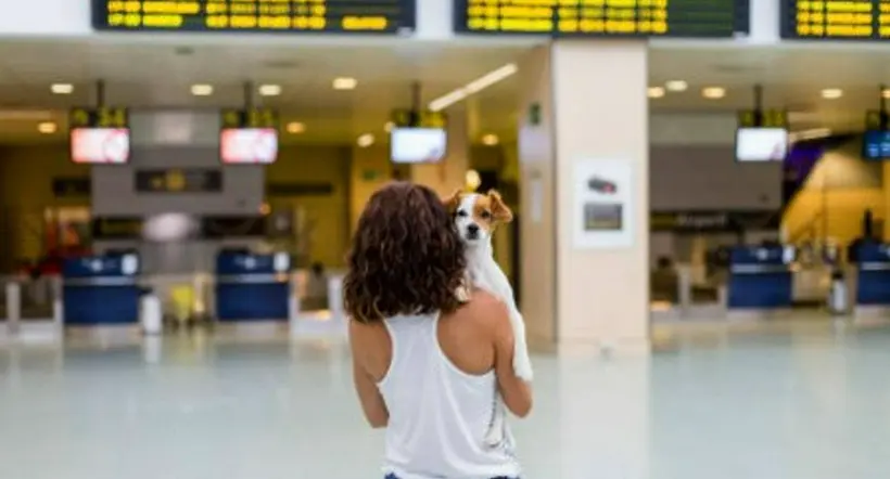 Requisitos de aerolíneas para viajar con perros en aviones: cómo es el proceso