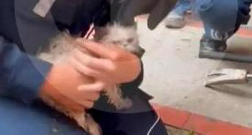 Así fue el angustiante rescate de una gata de tres meses en Medellín