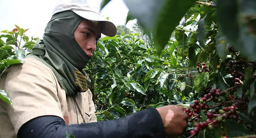Ofertas de empleo: buscan 7.900 recolectores en Quindío para cosecha cafetera