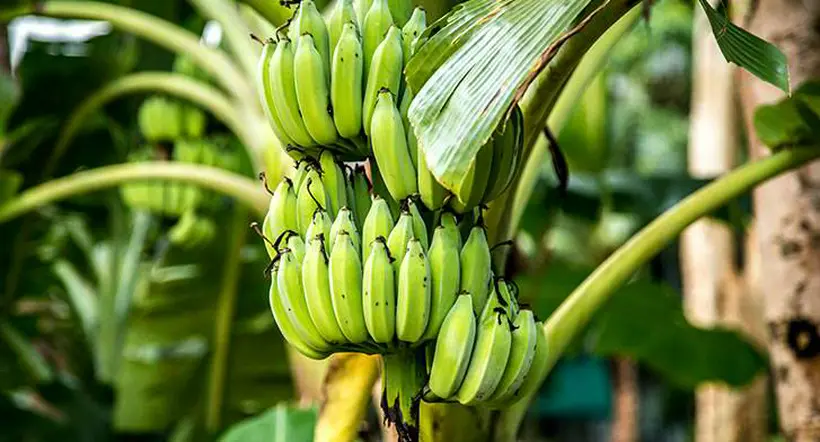 Cultivo de plátano. 