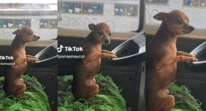 Camionero puso a manejar a su perro, que se hizo viral en redes sociales