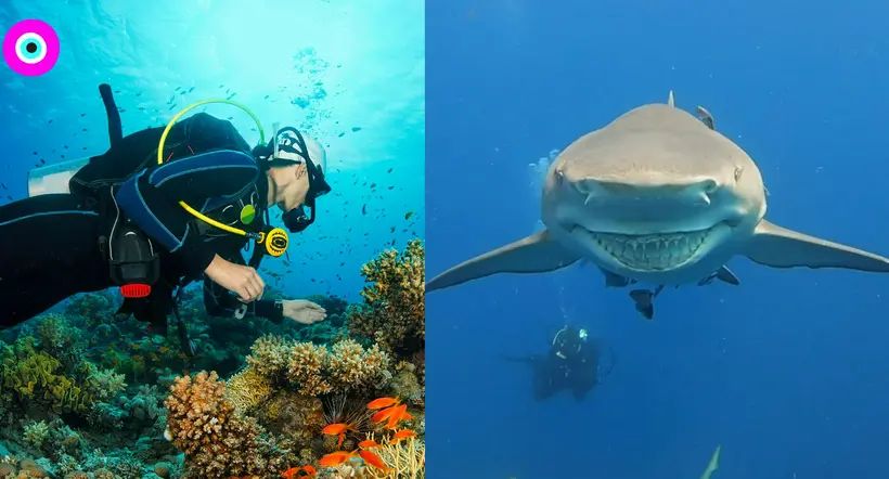 Tiburón le mostró sonrisa a una mujer que estaba buceando