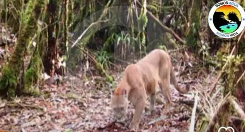 Puma fue captado en cámara en el páramo de Belmira, en Antioquia