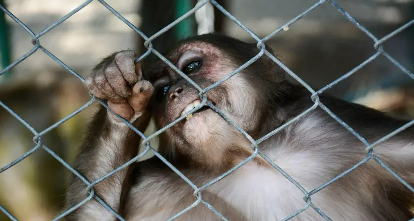 Mono, en nota sobre que rescataron a más de 100 en Valle del Cauca