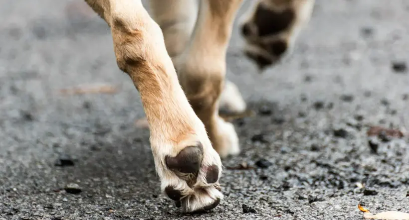 Foto ilustrando la nota sobre cómo mantener las patas limpias de un perro con este truco.