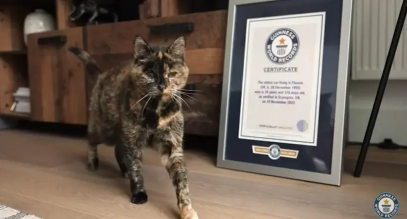 Mujer adoptó al gato con más  edad en el mundo y ganó un Récord Guinness