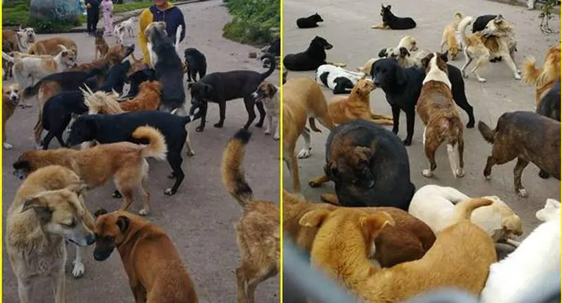 Pasto: fundación de perros en Ipiales cierra por falta de plata y recursos