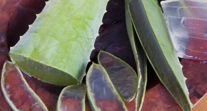 Planta de Aloe Vera, a propósito de cuáles son los beneficios de la sábila.
