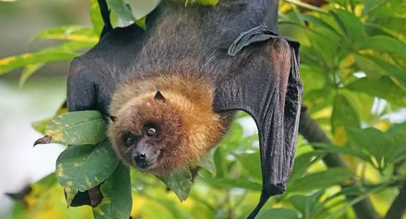 Los murciélagos son capaces de vivir con muchos virus y desvelan el por qué