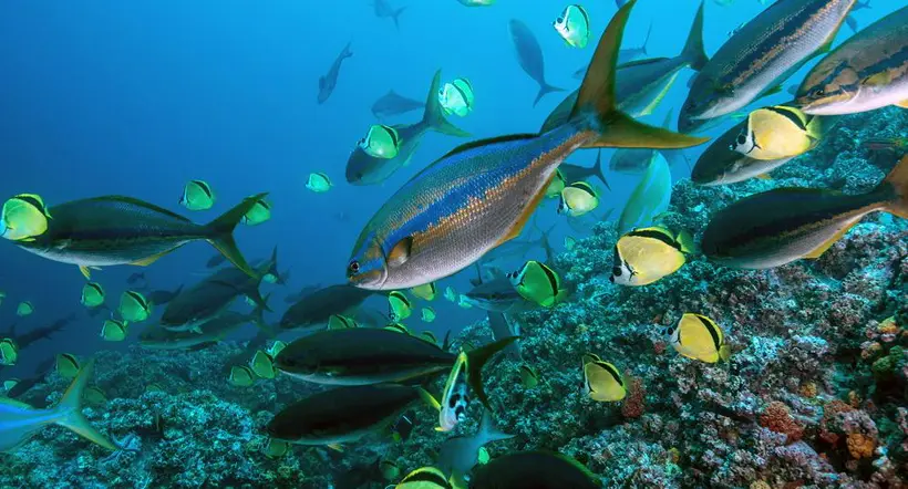 Especies del Pacífico están en riesgo por la pesca son control