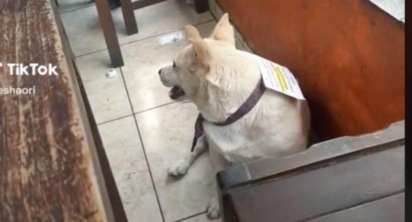 Foto de perro con letrero colgado para que no la alimenten que se hizo viral