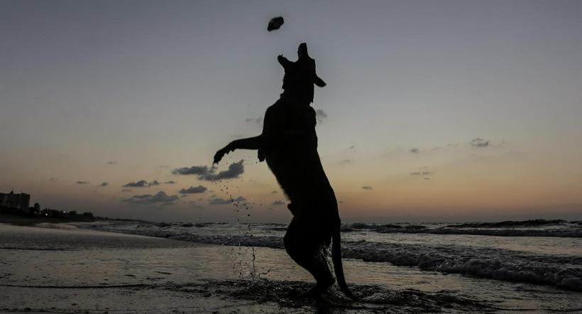 Mejores hoteles en el caribe mexicano que ofrecen planes 'pet-friendly' para unas vacaciones con su mascota