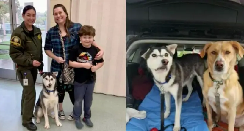 Foto de perro husky adoptado en EE. UU. por familia que viajó desde Seattle a San Diego