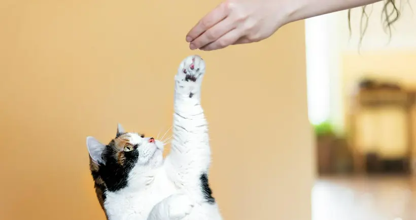 Foto ilustrativa de un gato dando la mano a su amo para nota de un félino tomando agua desde el dispensador.