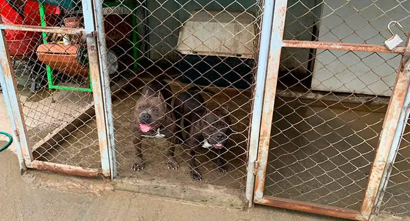Armenia: autoridades describieron criadero ilegal de perros