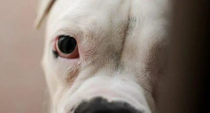 Características y cuidados que se deben tener con los perros albinos