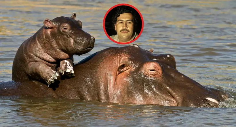 Pablo Escobar: hipopótamos de la Hacienda Nápoles serán enviados a México e India para reducir el impacto ambiental