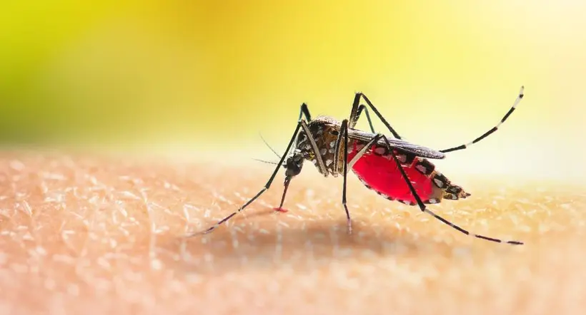 El Ministerio de Salud dio recomendaciones para detectar a tiempo los síntomas del dengue
