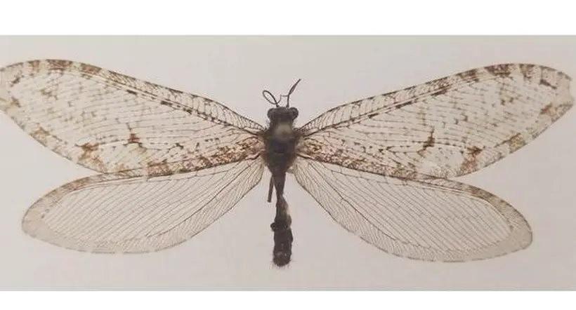 Estados Unidos: encuentran insecto gigante de la era jurásica fuera de Walmart