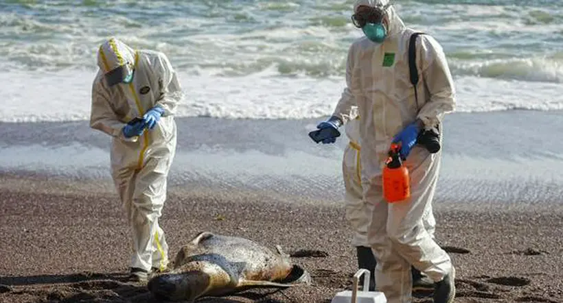 Casi 3.500 lobos marinos muertos en Perú por presunta gripe aviar