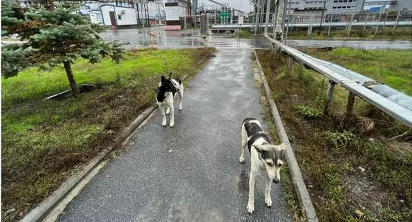 Chernóbil: estudio dice que perros podrían ser genéticamente distintos
