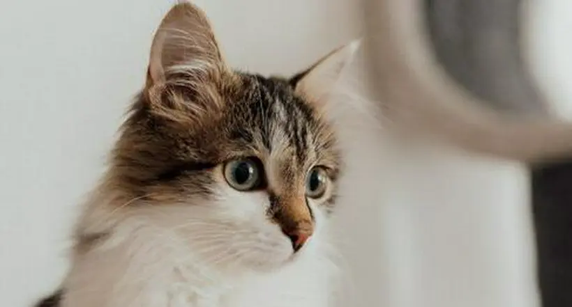 Cuáles son las cinco razas de gatos más comunes que hay en el mundo