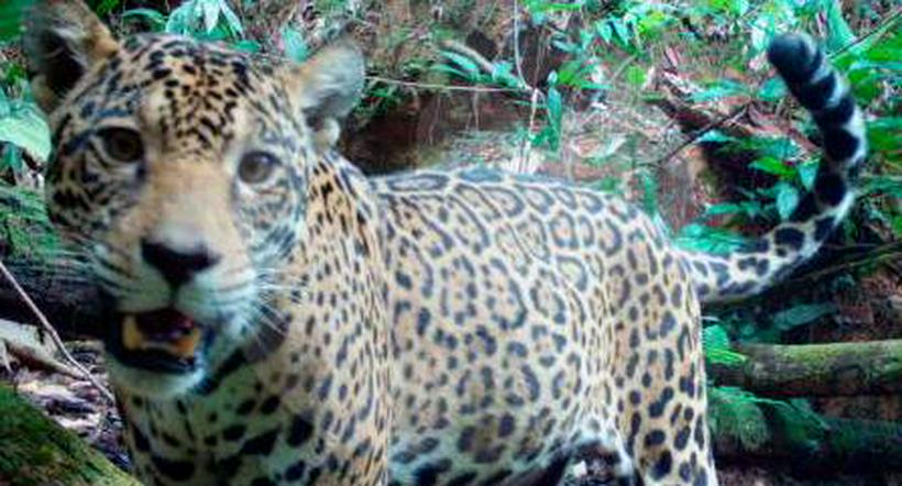 ¡Qué belleza! Cuatro felinos posaron ante cámaras trampa en la Amazonía