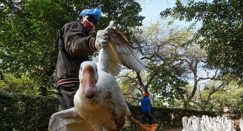 Un nuevo caso de gripe aviar en Camboya alertó a las autoridades sanitarias. 