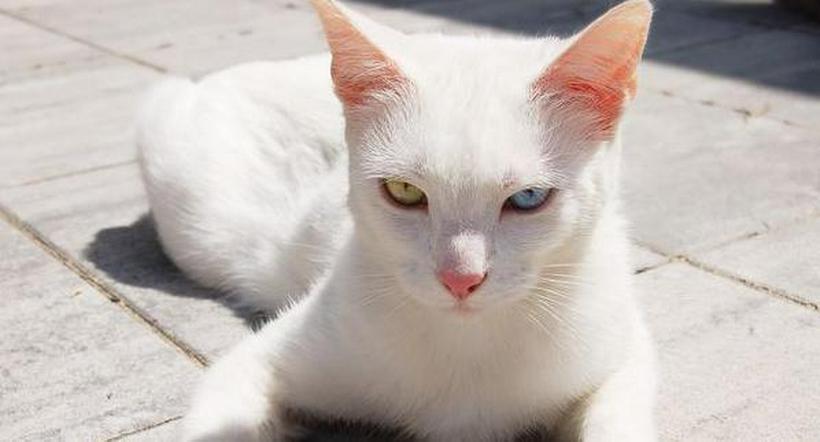 ¿Qué significa soñar con un gato blanco? Acá te lo explicamos