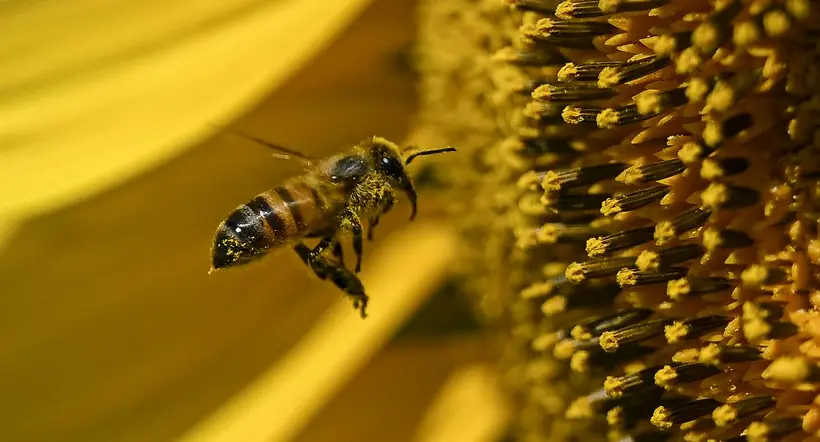 Colombia prohibirá uso de plaguicidas con fipronil, que mata abejas