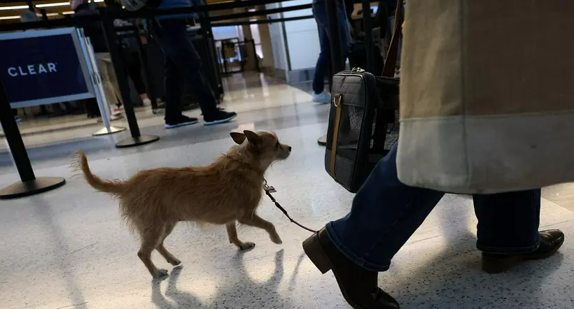 Encontraron a los perros del hombre que lloraba en aeropuerto de Turquía tras conocer que no estaban ahí.