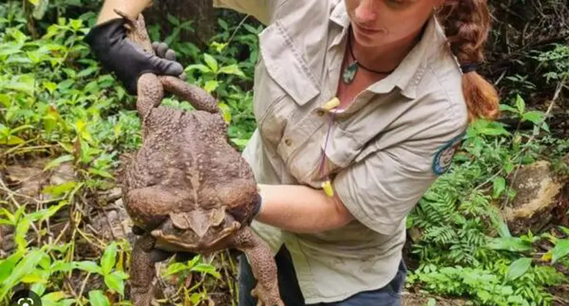 Australia: encontraron gigantesca rana que sería la más grande del mundo