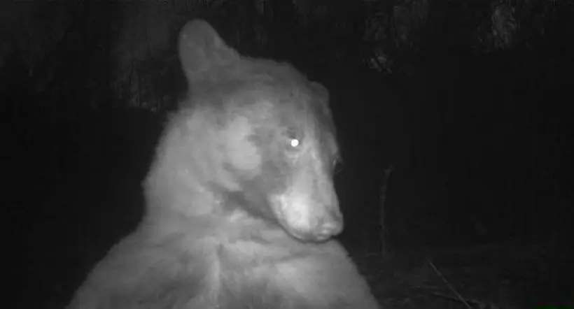 Un oso se tomó más de 400 selfies en una cámara trampa en Estados Unidos