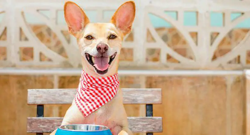 Dieta BARF para perros: de qué se trata y cómo hacerla con las mascotas