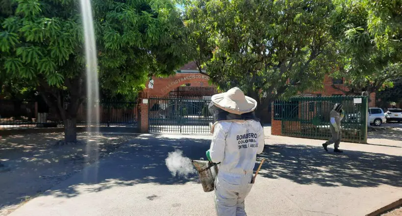 Evacúan colegio de Valledupar por ataque de abejas africanas