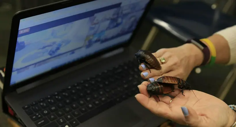 Zoológico de Estados Unidos vende posibilidad de nombrar a las cucarachas como los ex.