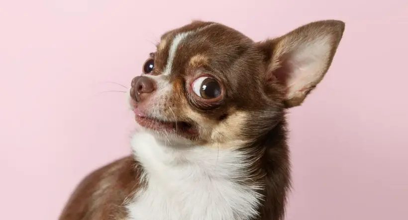 Foto de perro chihuahua a propósito de perro que se hizo viral en TikTok por disfraz de alolote de billete mexicano