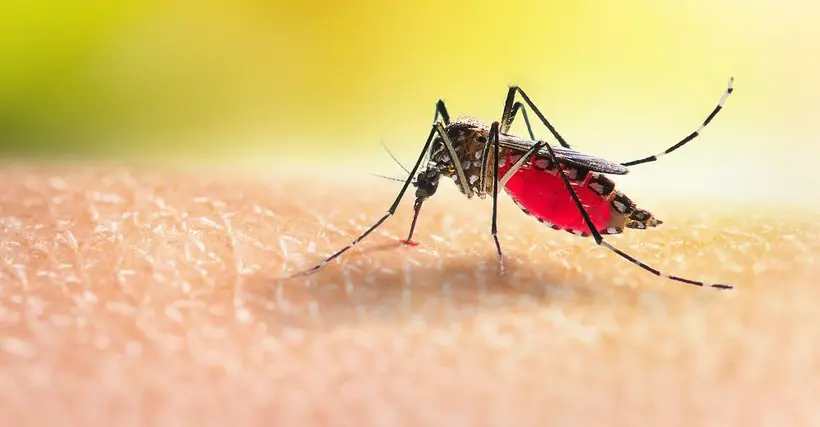 Mosquito que contagia el dengue, en referencia al aumento de casos. 