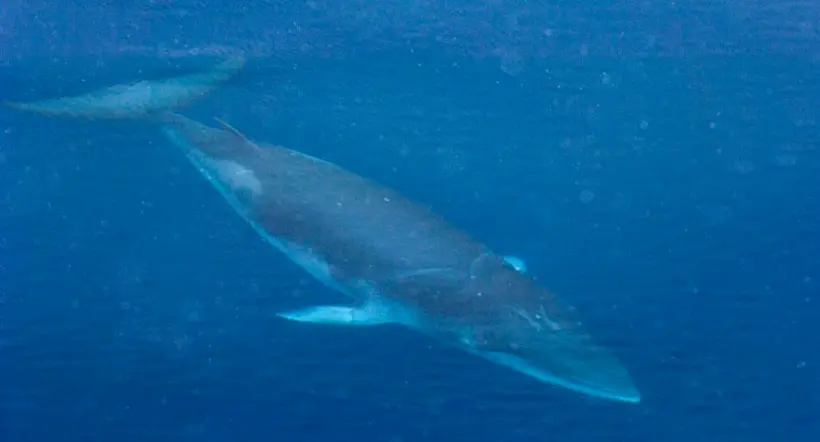 Minería en aguas profundas del Océano Pacífico afectaría ballenas