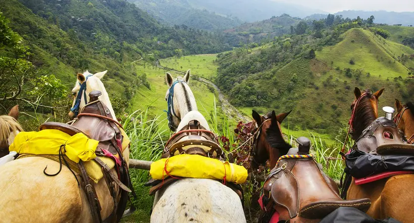 Horses resting in front of a gorgeous view of the countryside, outside of the coffee growing town of Salento, in Colombia's coffee growing zone. Colombian coffee is a major export reputed to be amongst the best in the world. It is now visited by many tourists.