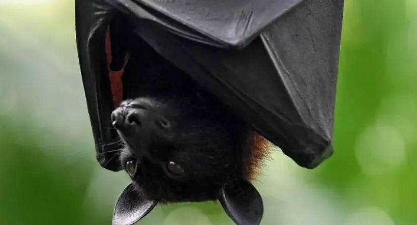Qué significa soñar con murciélagos: interpretación y más datos claves