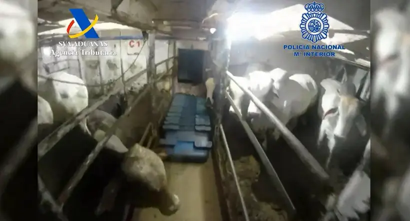 Empresa dueña de las vacas que viajaban en barco que llevaba droga en España se pronuncia.