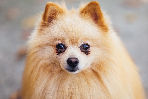 Close-Up Portrait Of Pomeranian
