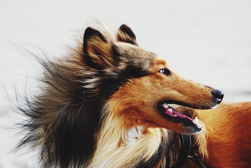 Close-Up Of Rough Collie Against Wall At Home