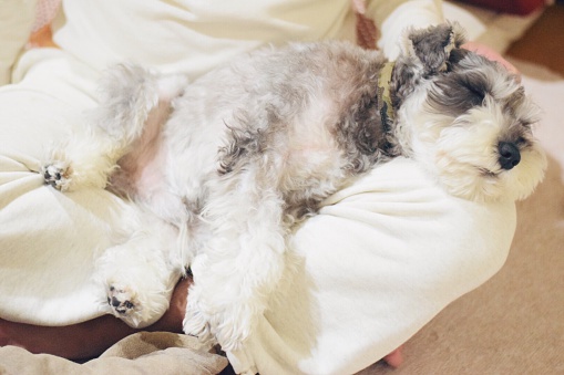 High Angle View Of Miniature Schnauzer Sleeping On Lap At Home