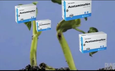 matas de acetaminofen