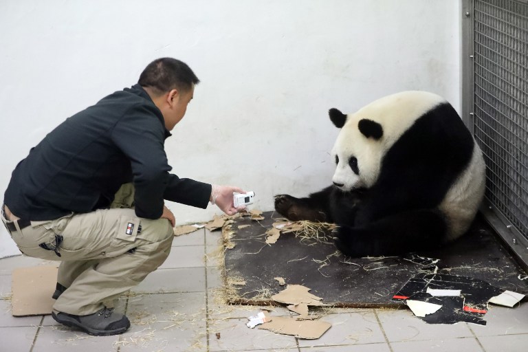 This handout picture taken and released on June 2, 2016 by the Paira Daiza shows a man checking female Giant Panda Hao Hao after she gave birth at the Paira Daiza zoologic parc. A giant panda on loan to Belgium from China has given birth to a cub, a rare event for the endangered species, the Pairi Daiza zoo said on June 2, 2016. The zoo and the China Conservation and Research Center for the Giant Panda "have the great pleasure to announce the birth of a panda cub", Pairi Daiza said in a statement."Less than 2,000 pandas can be found in the wild, making every birth a true miracle", it said. / AFP PHOTO / Paira Daiza / Benoit Bouchez / RESTRICTED TO EDITORIAL USE - MANDATORY CREDIT "AFP PHOTO / PAIRA DAIZA / BENOIT BOUCHEZ- NO MARKETING NO ADVERTISING CAMPAIGNS - DISTRIBUTED AS A SERVICE TO CLIENTS