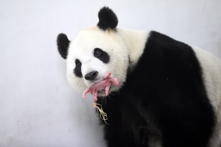 This handout picture taken and released on June 2, 2016 by the Paira Daiza shows female Giant Panda Hao Hao holding her cub in her mouth at the Paira Daiza zoologic parc. A giant panda on loan to Belgium from China has given birth to a cub, a rare event for the endangered species, the Pairi Daiza zoo said on June 2, 2016. The zoo and the China Conservation and Research Center for the Giant Panda "have the great pleasure to announce the birth of a panda cub", Pairi Daiza said in a statement."Less than 2,000 pandas can be found in the wild, making every birth a true miracle", it said. / AFP PHOTO / Paira Daiza / Benoit Bouchez / RESTRICTED TO EDITORIAL USE - MANDATORY CREDIT "AFP PHOTO / PAIRA DAIZA / BENOIT BOUCHEZ- NO MARKETING NO ADVERTISING CAMPAIGNS - DISTRIBUTED AS A SERVICE TO CLIENTS
